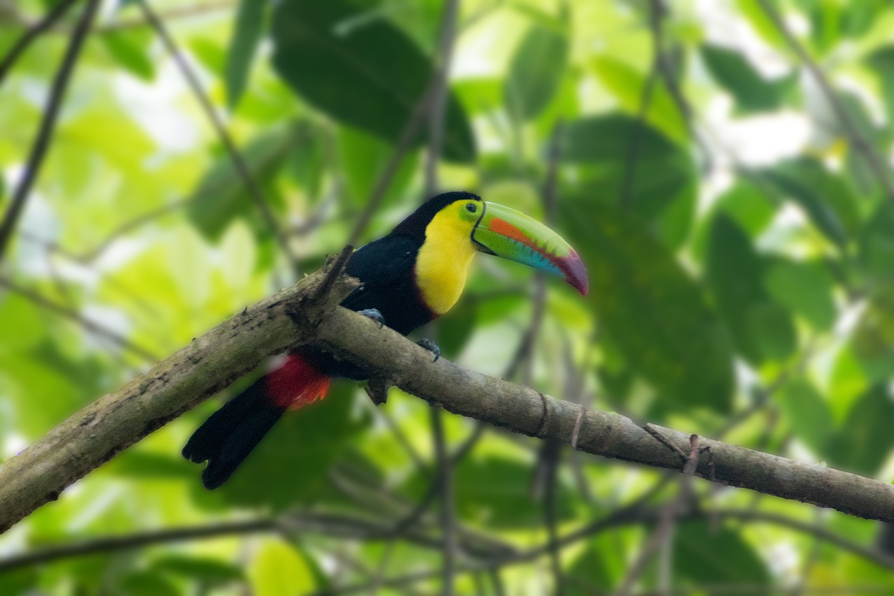 panama, rainforest, toucan-4953168.jpg